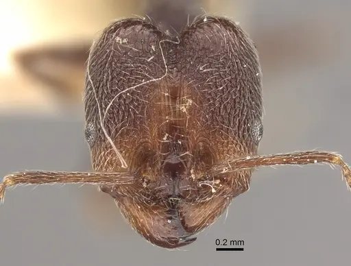 Pheidole susannae specimen CASENT0917790 image casent0917790_4
