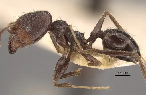 Pheidole susannae specimen CASENT0917790 image casent0917790_5