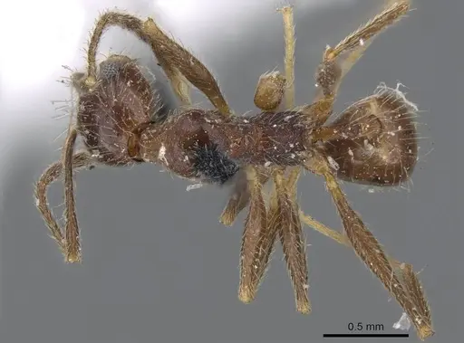 Pheidole susannae specimen CASENT0919784 image casent0919784_1