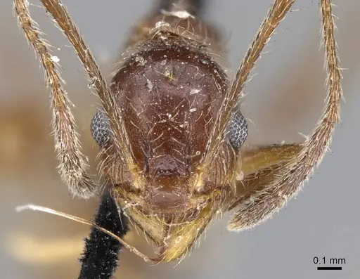 Pheidole susannae specimen CASENT0919784 image casent0919784_2