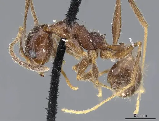 Pheidole susannae specimen CASENT0919784 image casent0919784_3
