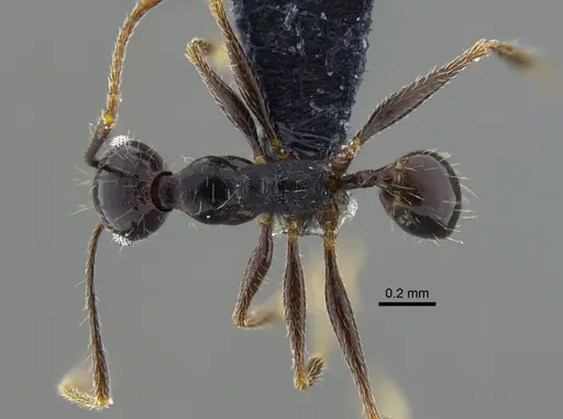 Pheidole susannae specimen CBUMAGENT42022 image cbumagent42022_1