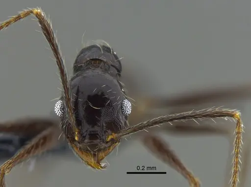 Pheidole susannae specimen CBUMAGENT42022 image cbumagent42022_2