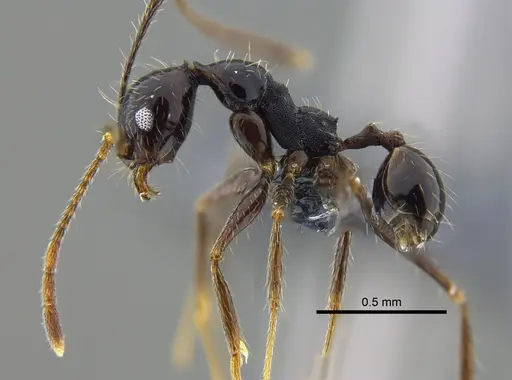 Pheidole susannae specimen CBUMAGENT42022 image cbumagent42022_3