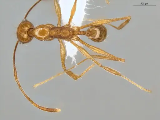 Pheidole susannae specimen ECOFOG-MI15-0092-25 image ecofog-mi15-0092-25_1