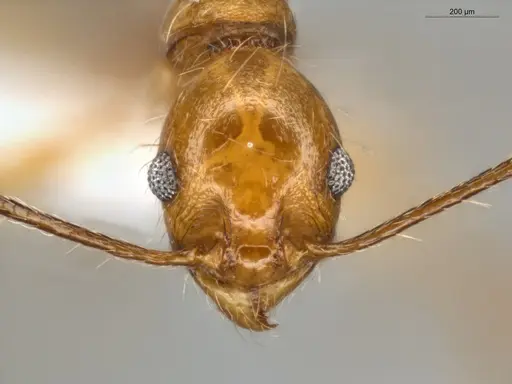 Pheidole susannae specimen ECOFOG-MI15-0092-25 image ecofog-mi15-0092-25_2