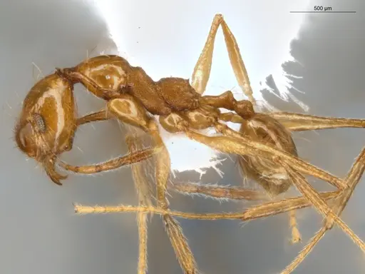 Pheidole susannae specimen ECOFOG-MI15-0092-25 image ecofog-mi15-0092-25_3