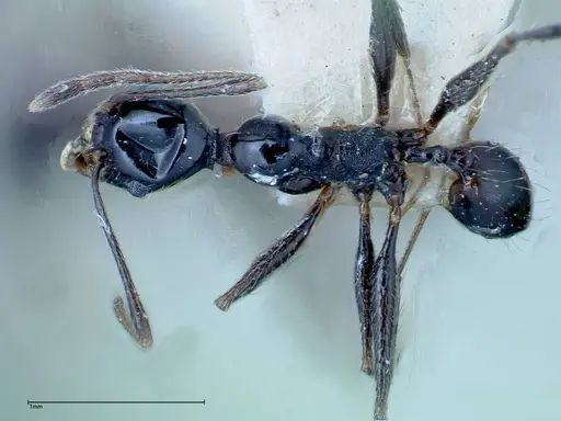 Pheidole susannae specimen FOCOL0241-1 image focol0241-1_1