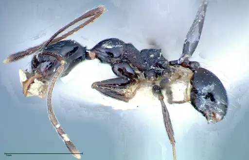 Pheidole susannae specimen FOCOL0241-1 image focol0241-1_3