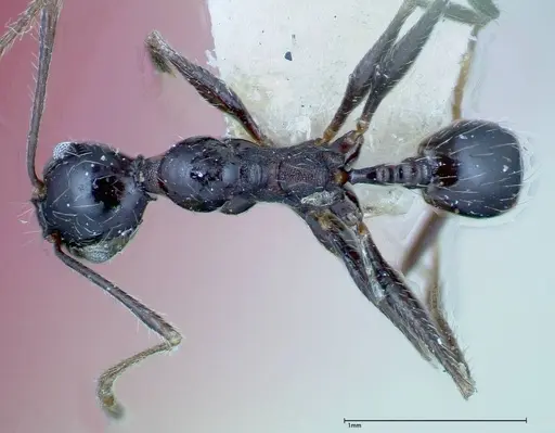 Pheidole susannae specimen FOCOL0241-2 image focol0241-2_1