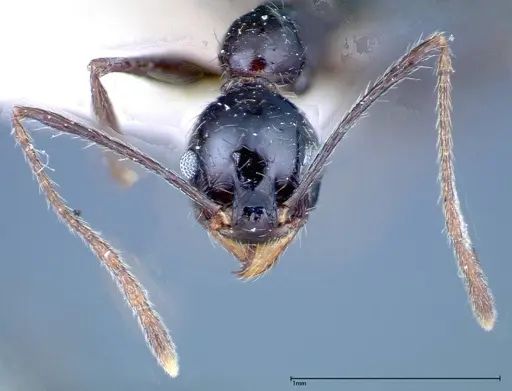 Pheidole susannae specimen FOCOL0241-2 image focol0241-2_2