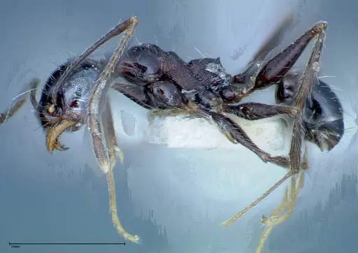 Pheidole susannae specimen FOCOL0241-2 image focol0241-2_3