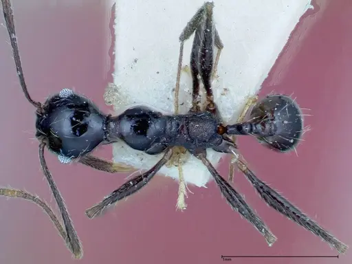 Pheidole susannae specimen FOCOL0241-3 image focol0241-3_1