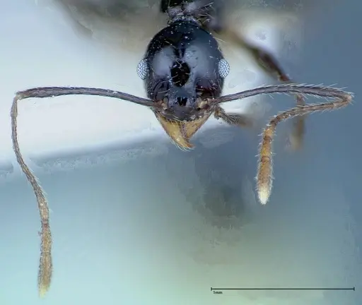 Pheidole susannae specimen FOCOL0241-3 image focol0241-3_2