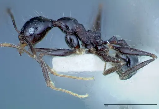 Pheidole susannae specimen FOCOL0241-3 image focol0241-3_3