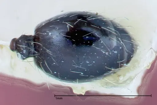 Pheidole susannae specimen FOCOL0241-4 image focol0241-4_1