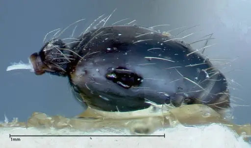 Pheidole susannae specimen FOCOL0241-4 image focol0241-4_2