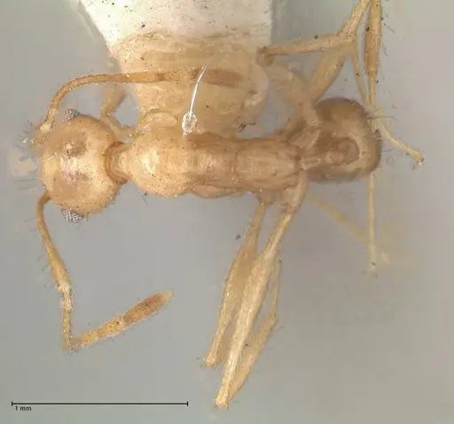 Pheidole susannae specimen FOCOL0620 image focol0620_1