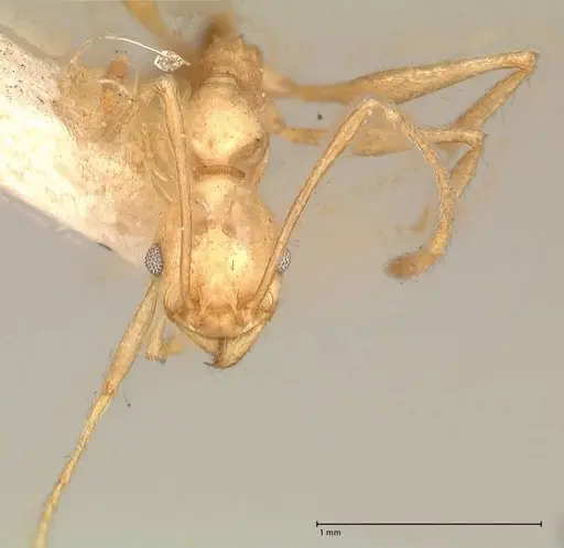 Pheidole susannae specimen FOCOL0620 image focol0620_2
