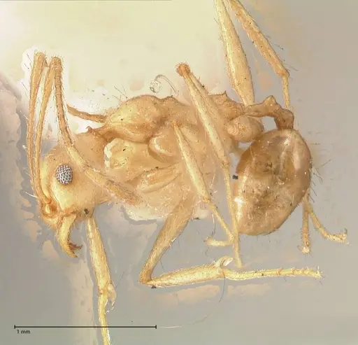 Pheidole susannae specimen FOCOL0620 image focol0620_3