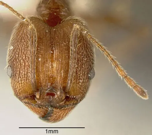 Pheidole susannae specimen INBIOCRI001283041 image inbiocri001283041_1