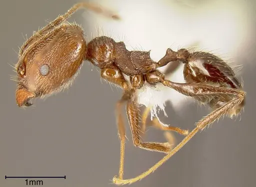 Pheidole susannae specimen INBIOCRI001283041 image inbiocri001283041_2