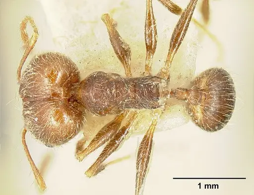 Pheidole susannae specimen JTLC000015316 image jtlc000015316_1