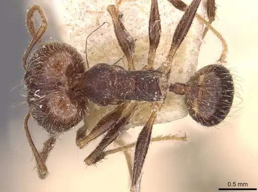 Pheidole susannae specimen JTLC000015316 image jtlc000015316_2