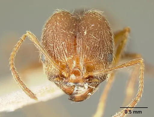 Pheidole susannae specimen JTLC000015316 image jtlc000015316_3
