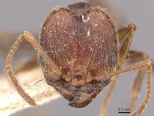 Pheidole susannae specimen JTLC000015316 image jtlc000015316_4