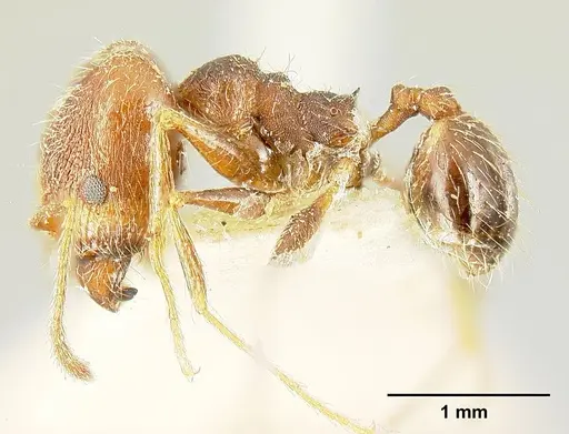 Pheidole susannae specimen JTLC000015316 image jtlc000015316_5