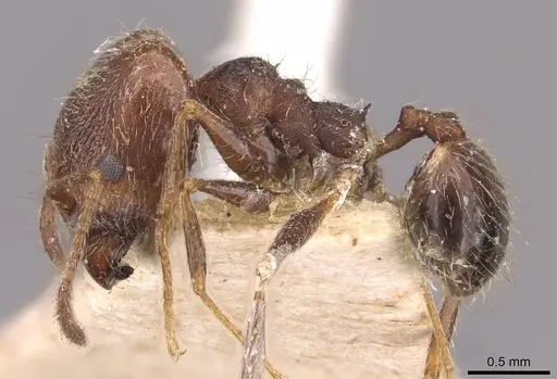Pheidole susannae specimen JTLC000015316 image jtlc000015316_6