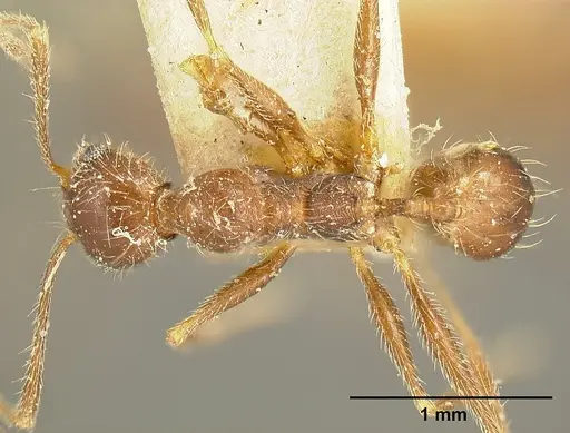 Pheidole susannae specimen JTLC000015317 image jtlc000015317_1