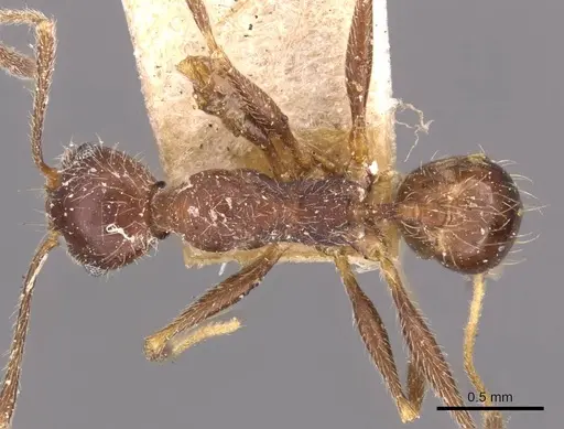 Pheidole susannae specimen JTLC000015317 image jtlc000015317_2