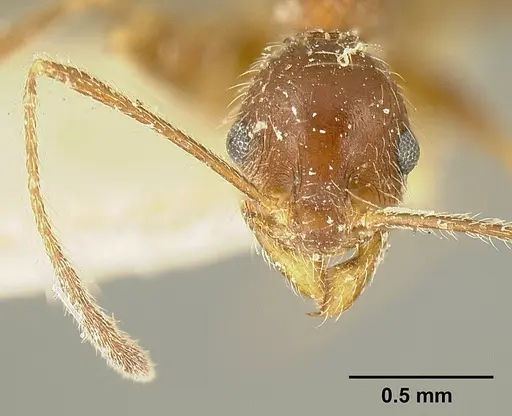 Pheidole susannae specimen JTLC000015317 image jtlc000015317_3