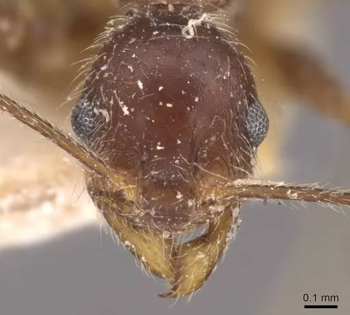 Pheidole susannae specimen JTLC000015317 image jtlc000015317_4