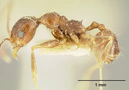 Pheidole susannae specimen JTLC000015317 image jtlc000015317_5