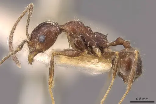 Pheidole susannae specimen JTLC000015317 image jtlc000015317_6