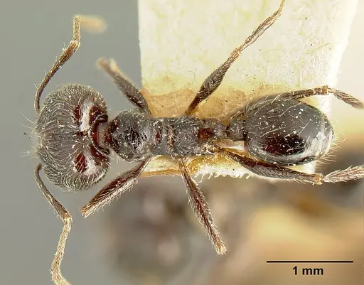 Pheidole susannae specimen JTLC000015332 image jtlc000015332_1