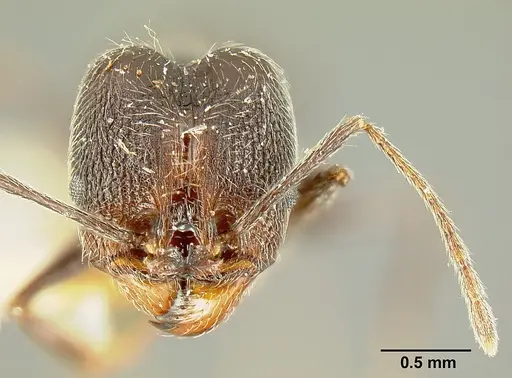 Pheidole susannae specimen JTLC000015332 image jtlc000015332_3