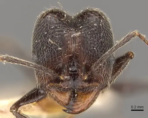 Pheidole susannae specimen JTLC000015332 image jtlc000015332_4