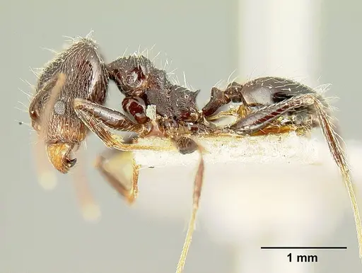 Pheidole susannae specimen JTLC000015332 image jtlc000015332_5