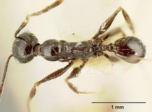 Pheidole susannae specimen JTLC000015333 image jtlc000015333_1