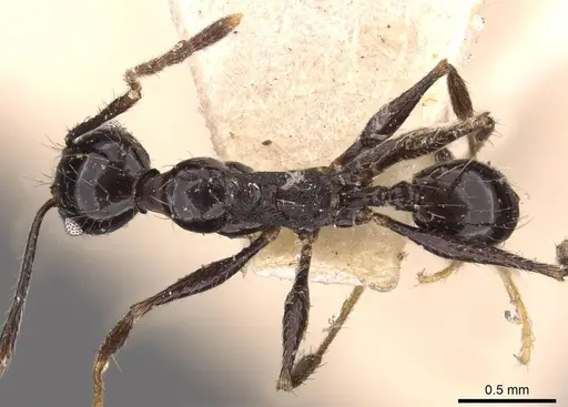 Pheidole susannae specimen JTLC000015333 image jtlc000015333_2
