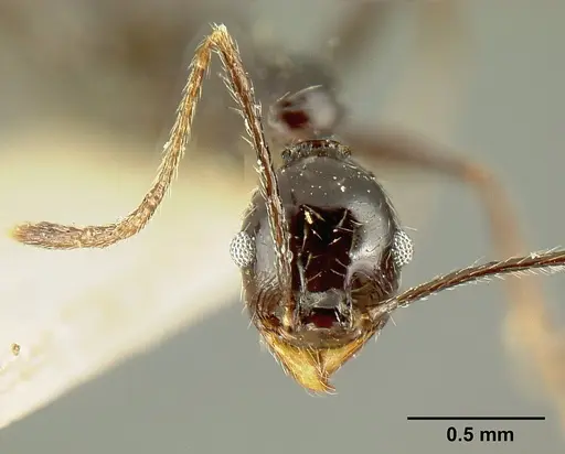 Pheidole susannae specimen JTLC000015333 image jtlc000015333_3