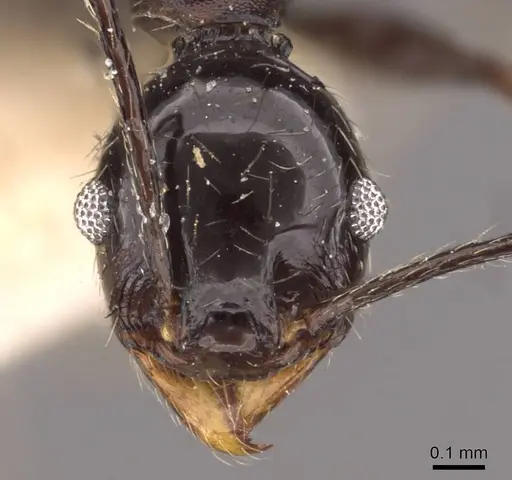 Pheidole susannae specimen JTLC000015333 image jtlc000015333_4