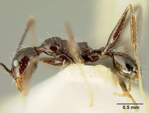 Pheidole susannae specimen JTLC000015333 image jtlc000015333_5
