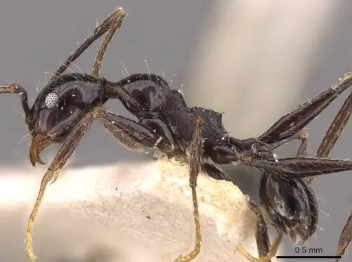 Pheidole susannae specimen JTLC000015333 image jtlc000015333_6