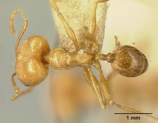 Pheidole susannae specimen JTLC000015334 image jtlc000015334_1