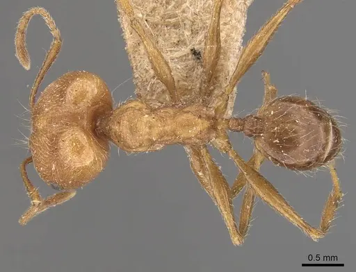 Pheidole susannae specimen JTLC000015334 image jtlc000015334_2
